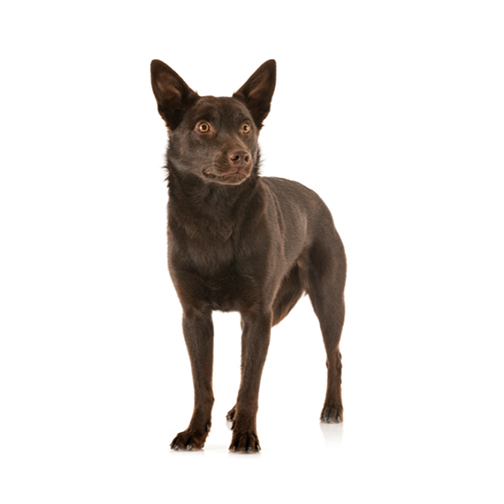 AUSTRALIAN KELPIE